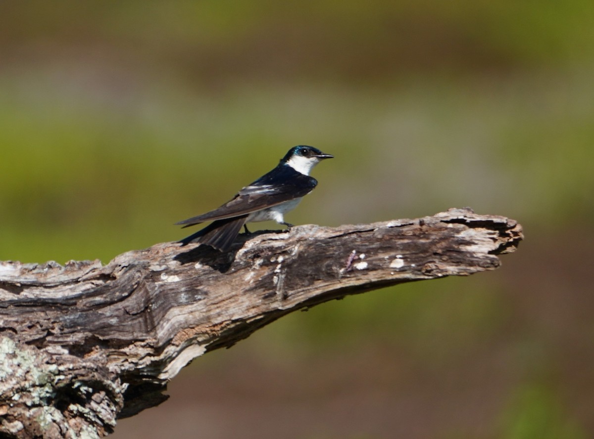 White-winged Swallow - ML642700445