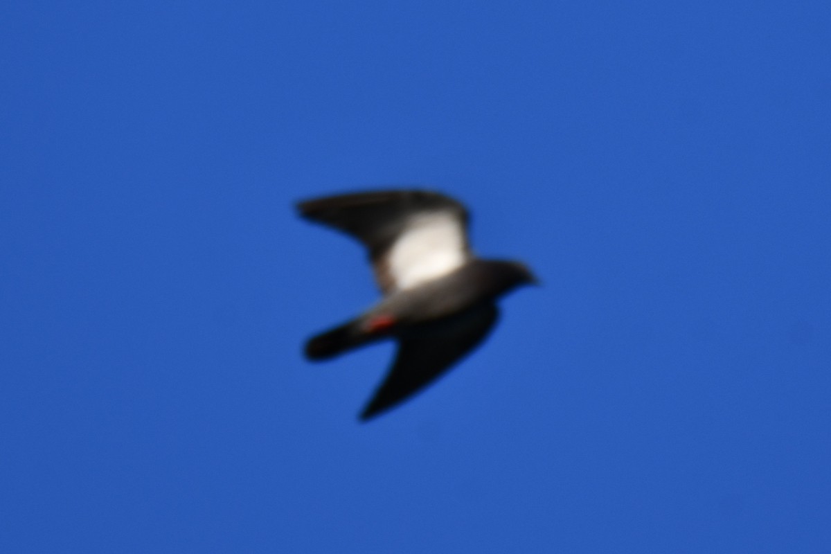 Rock Pigeon (Feral Pigeon) - ML642700447