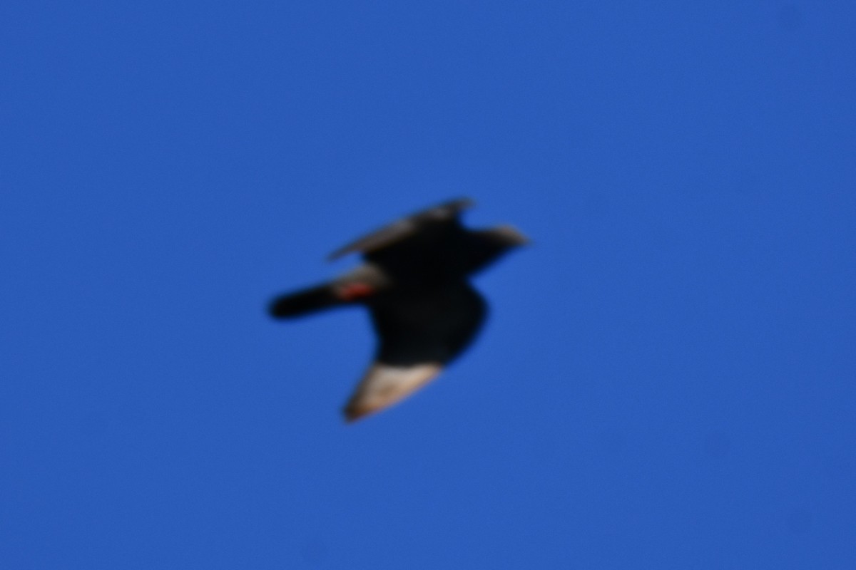 Rock Pigeon (Feral Pigeon) - ML642700448