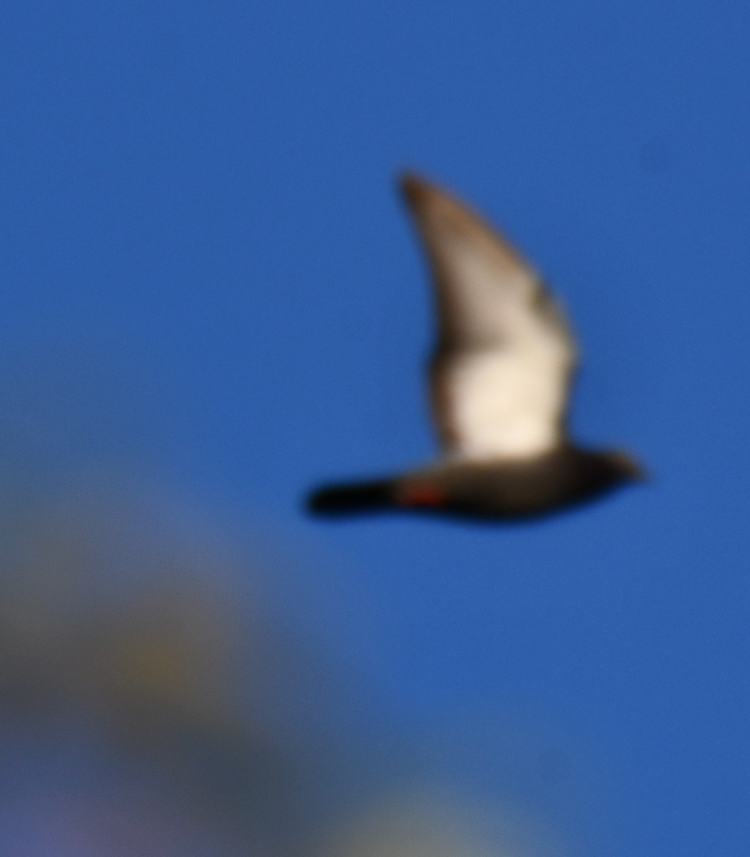 Rock Pigeon (Feral Pigeon) - ML642700449