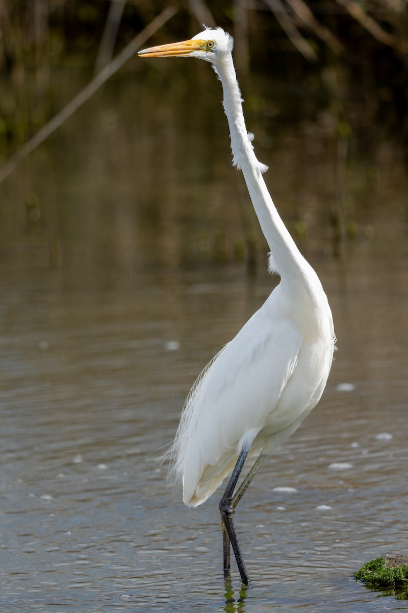 Great Egret - ML642700450