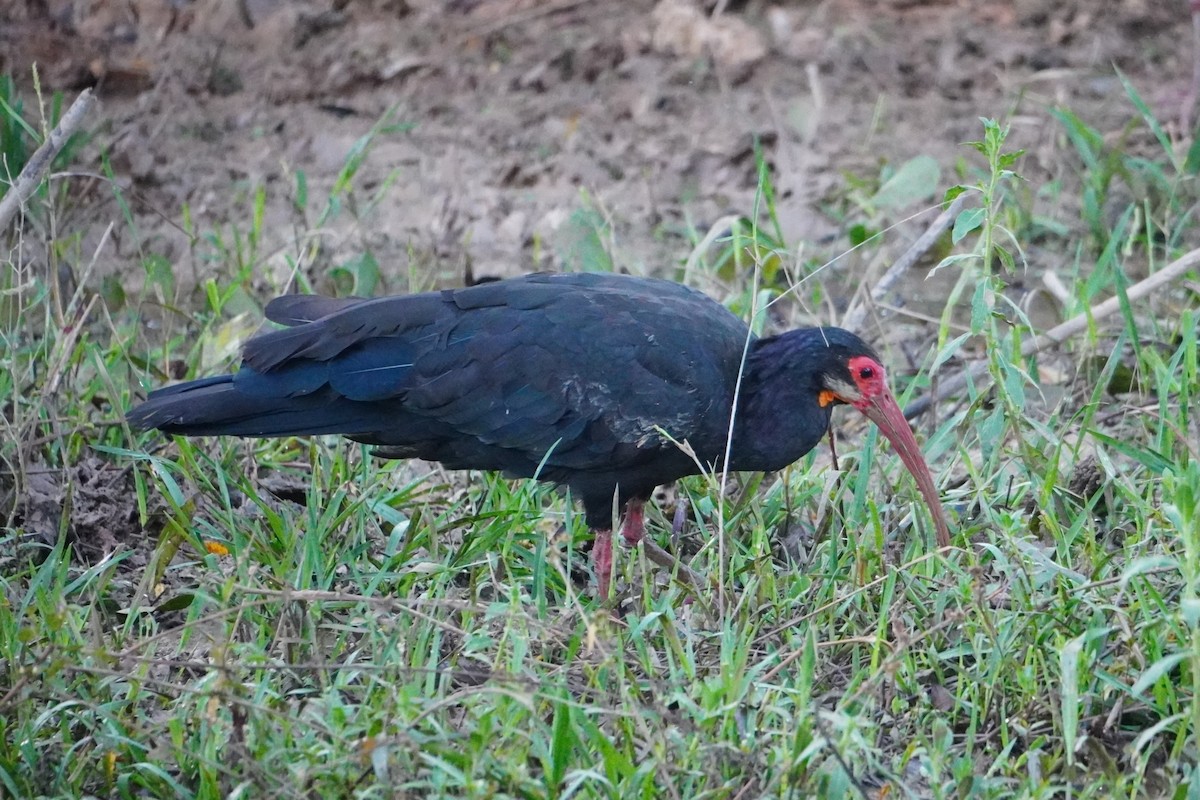 Sharp-tailed Ibis - ML642700451