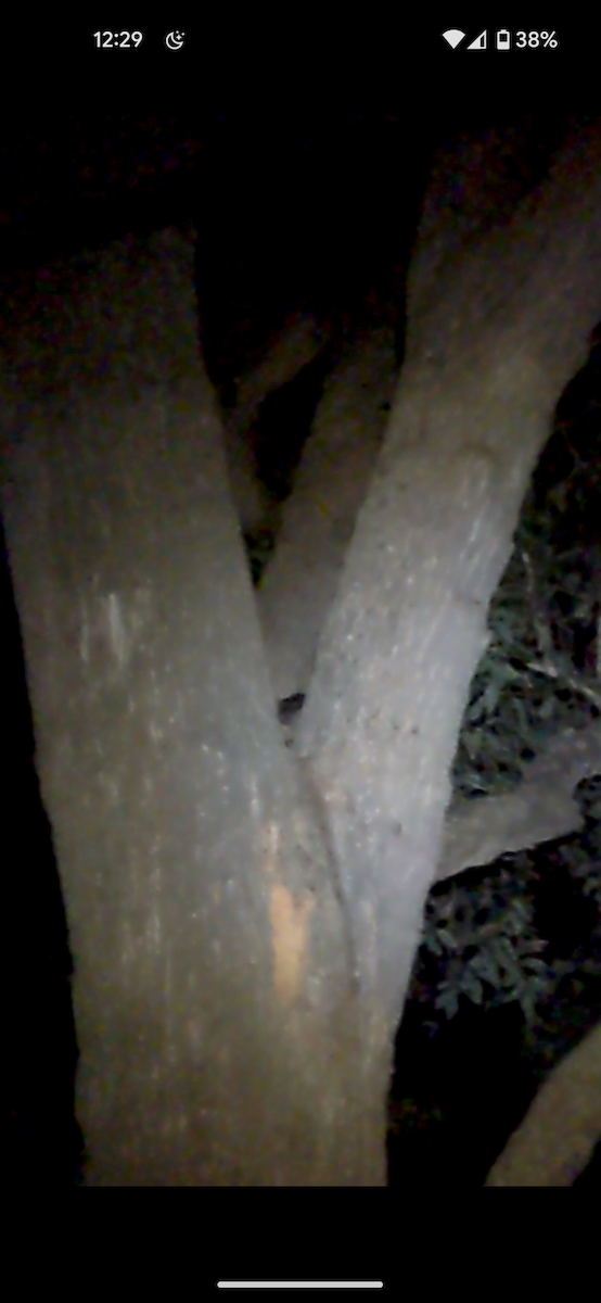 Morepork - ML642700452