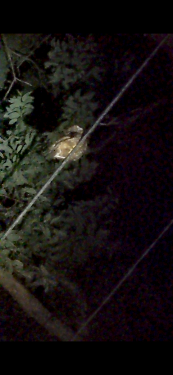 Morepork - ML642700453