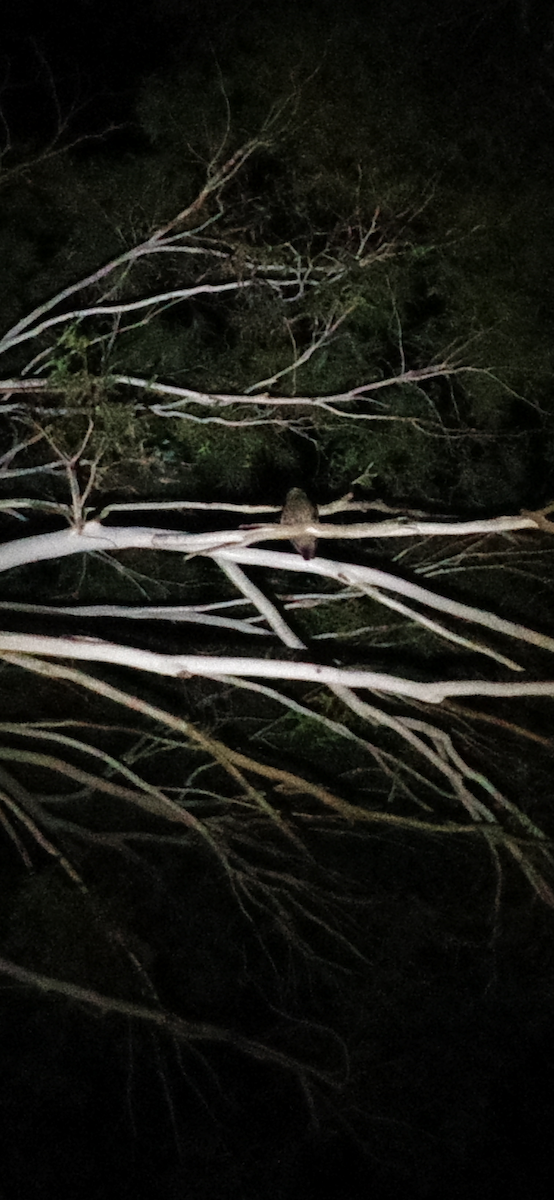 Morepork - ML642700455
