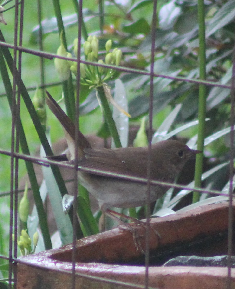 Thrush Nightingale - ML642700458
