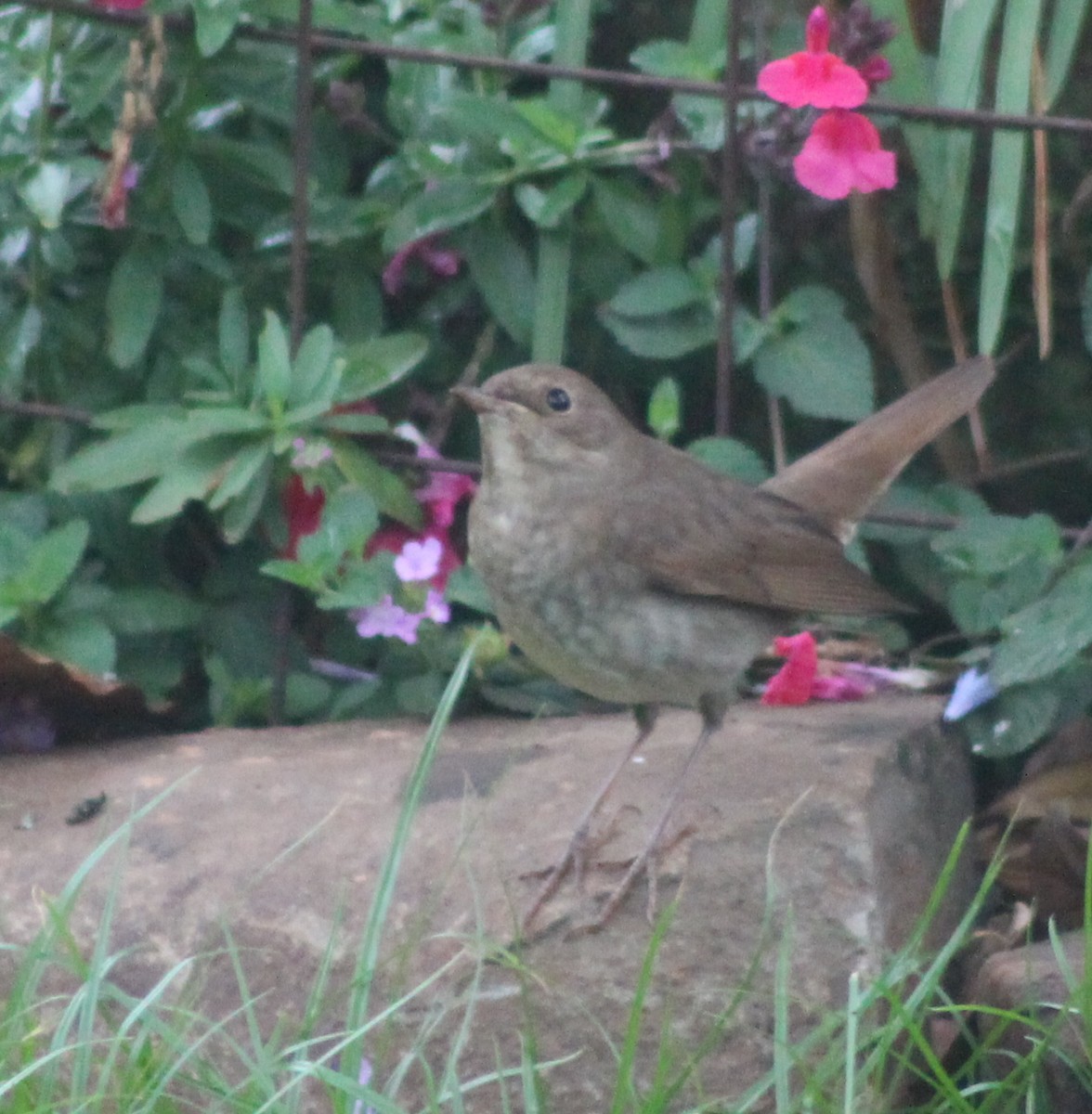 Thrush Nightingale - ML642700459