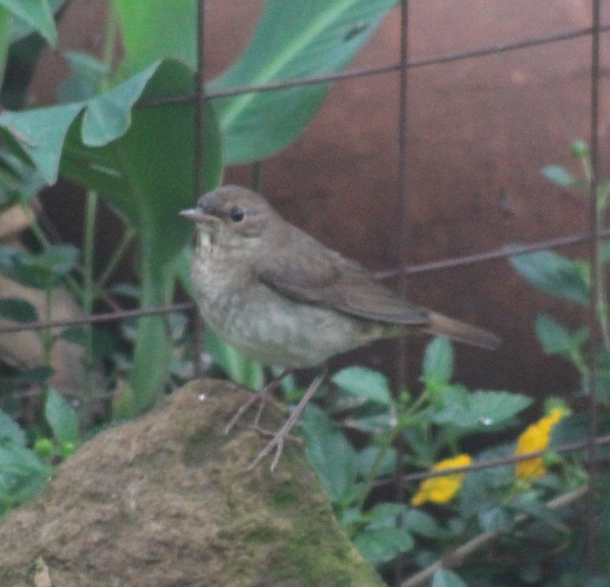 Thrush Nightingale - ML642700460
