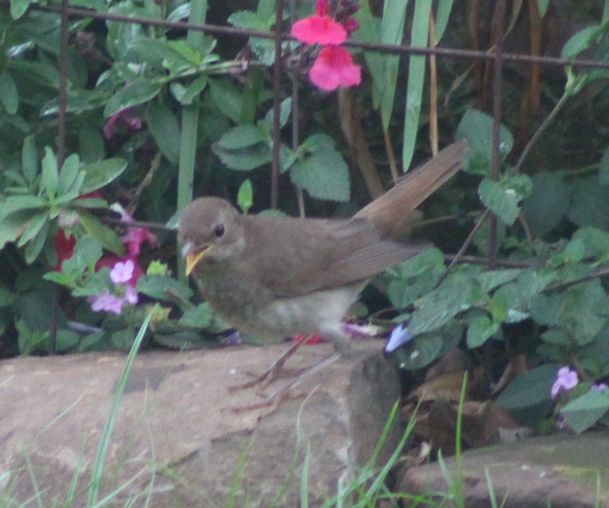 Thrush Nightingale - ML642700461