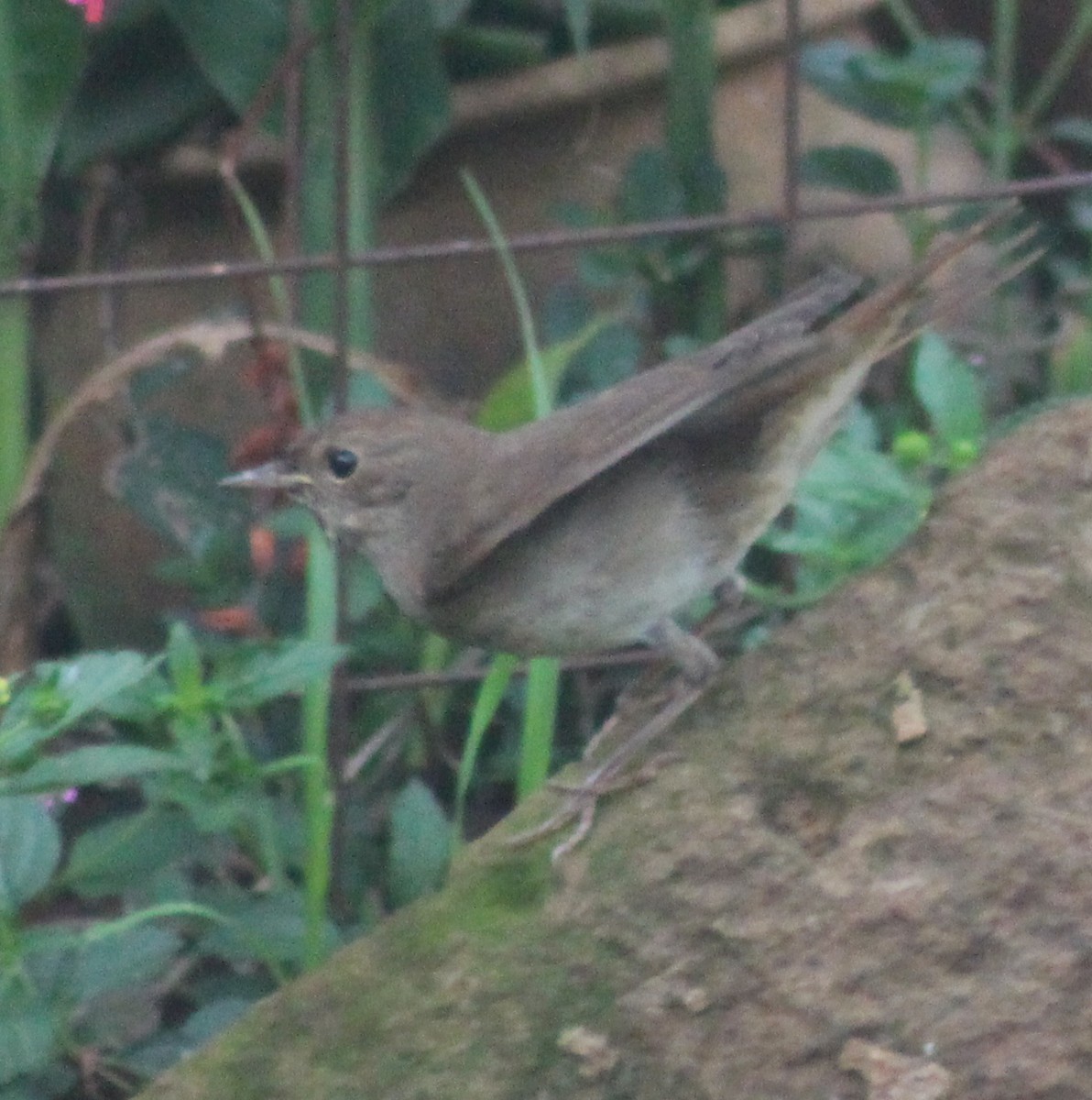 Thrush Nightingale - ML642700462