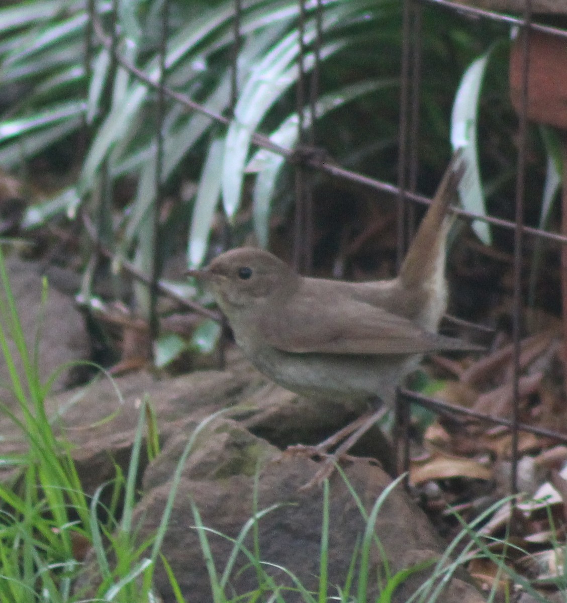 Thrush Nightingale - ML642700463