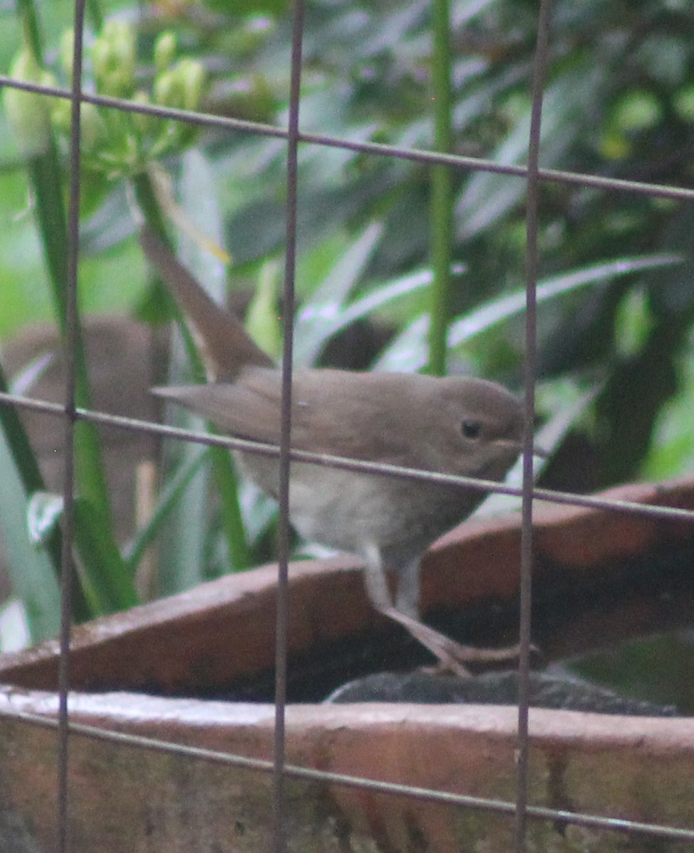 Thrush Nightingale - ML642700464