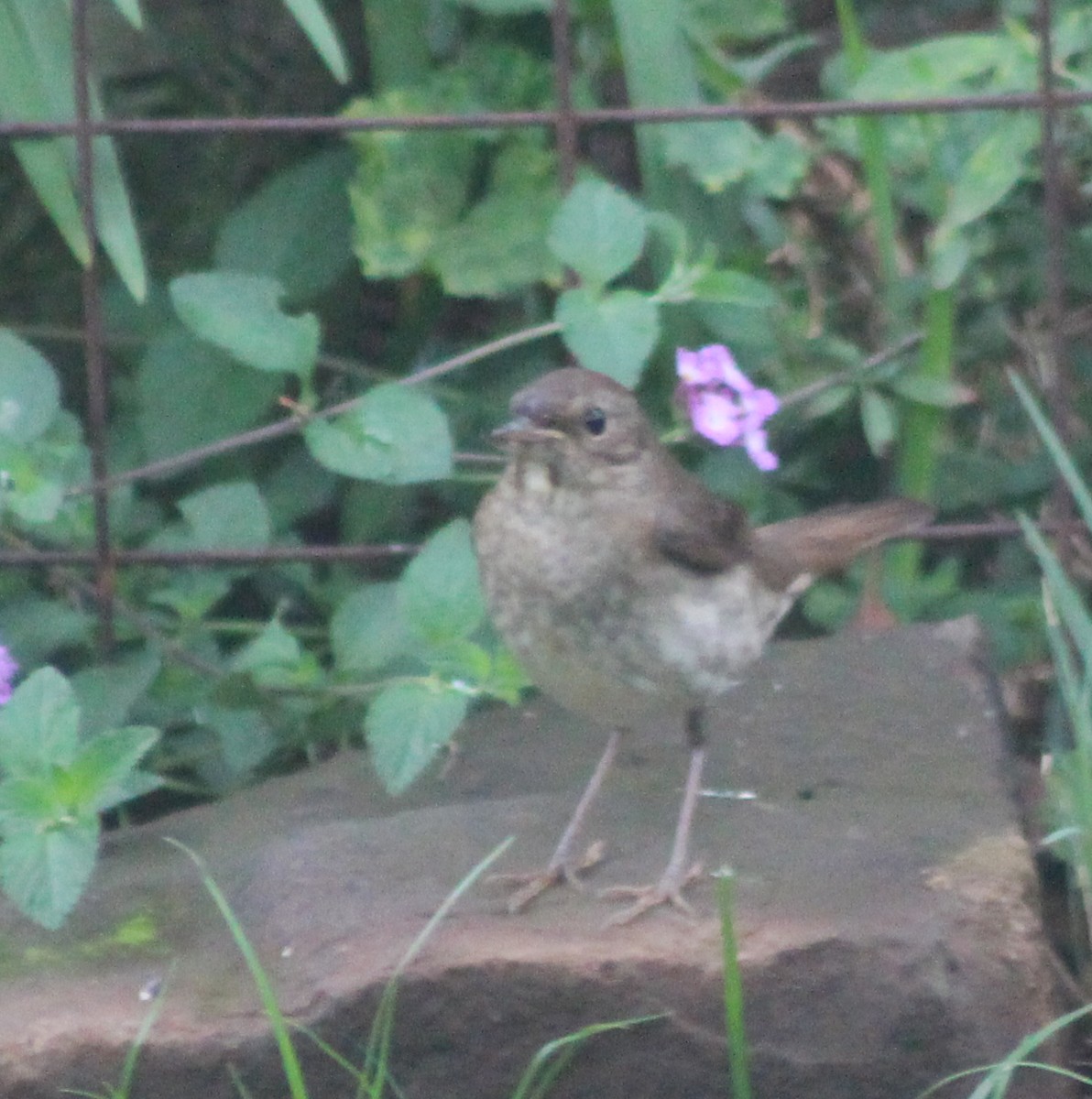 Thrush Nightingale - ML642700465