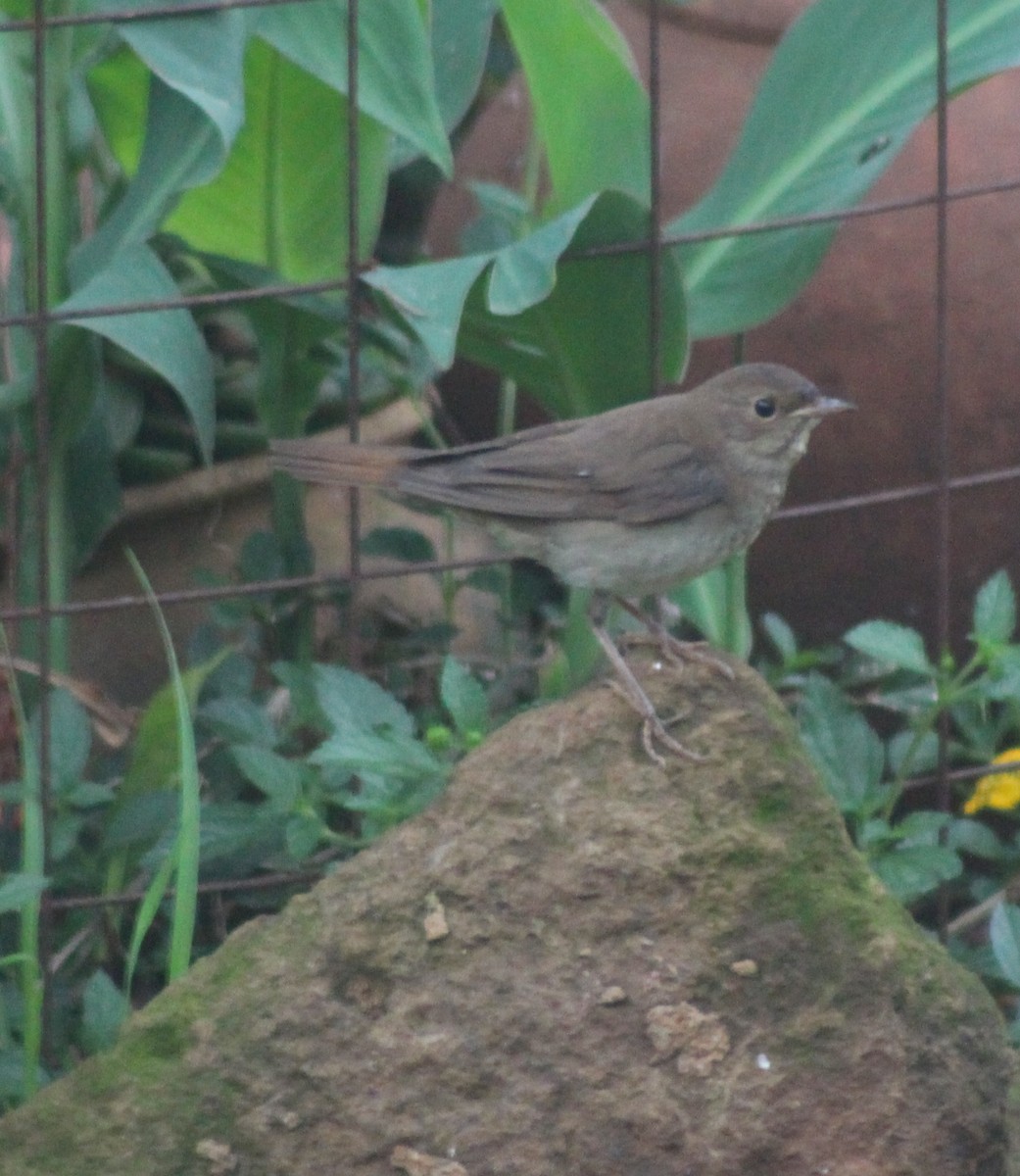 Thrush Nightingale - ML642700466