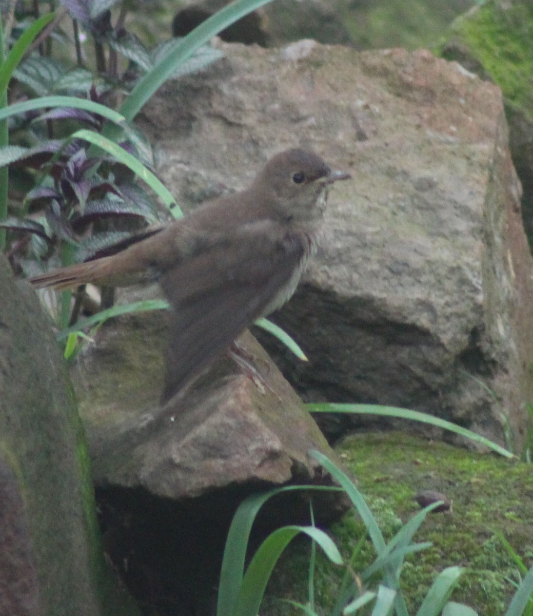 Thrush Nightingale - ML642700467