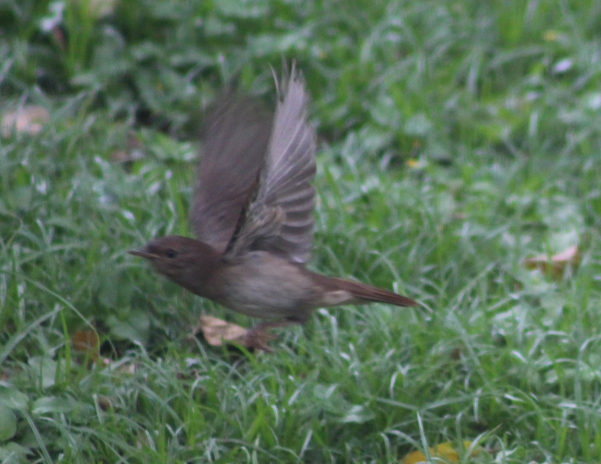 Thrush Nightingale - ML642700468