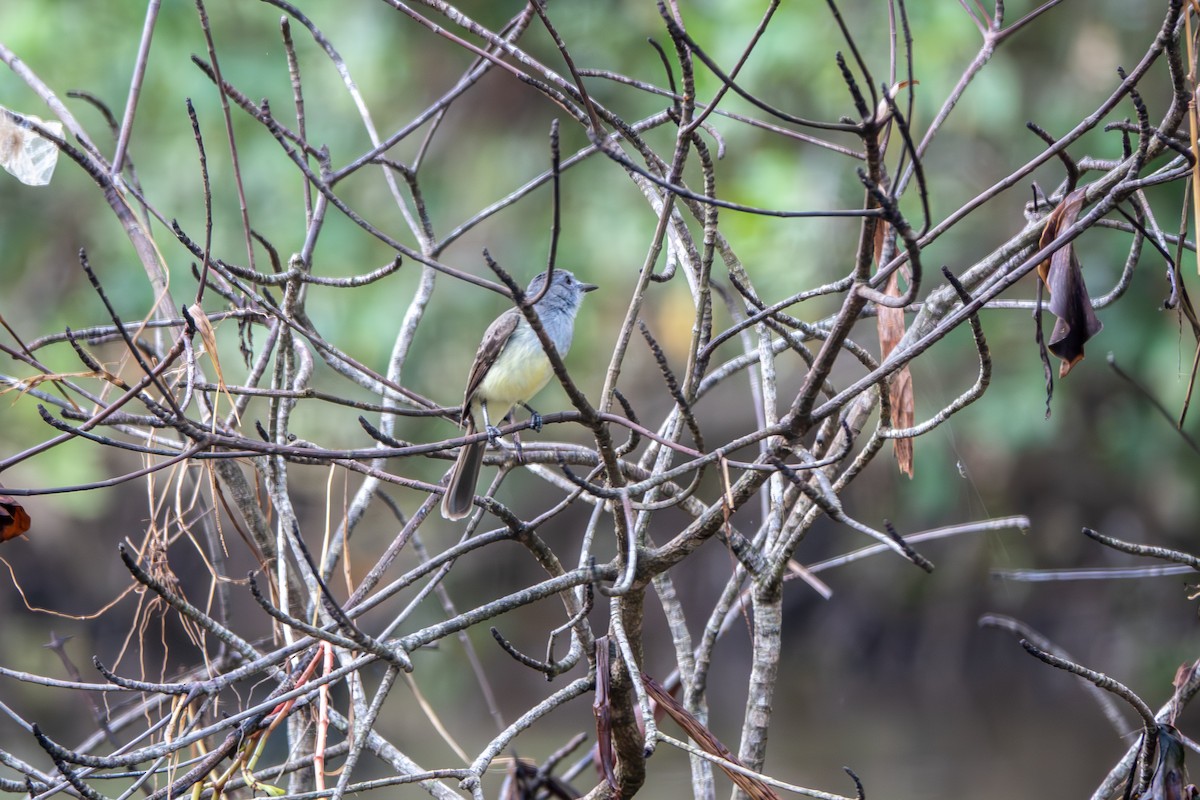 Panama Flycatcher - ML642700469