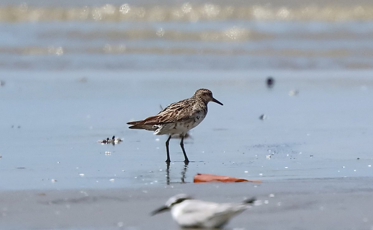 Sharp-tailed Sandpiper - ML642700472