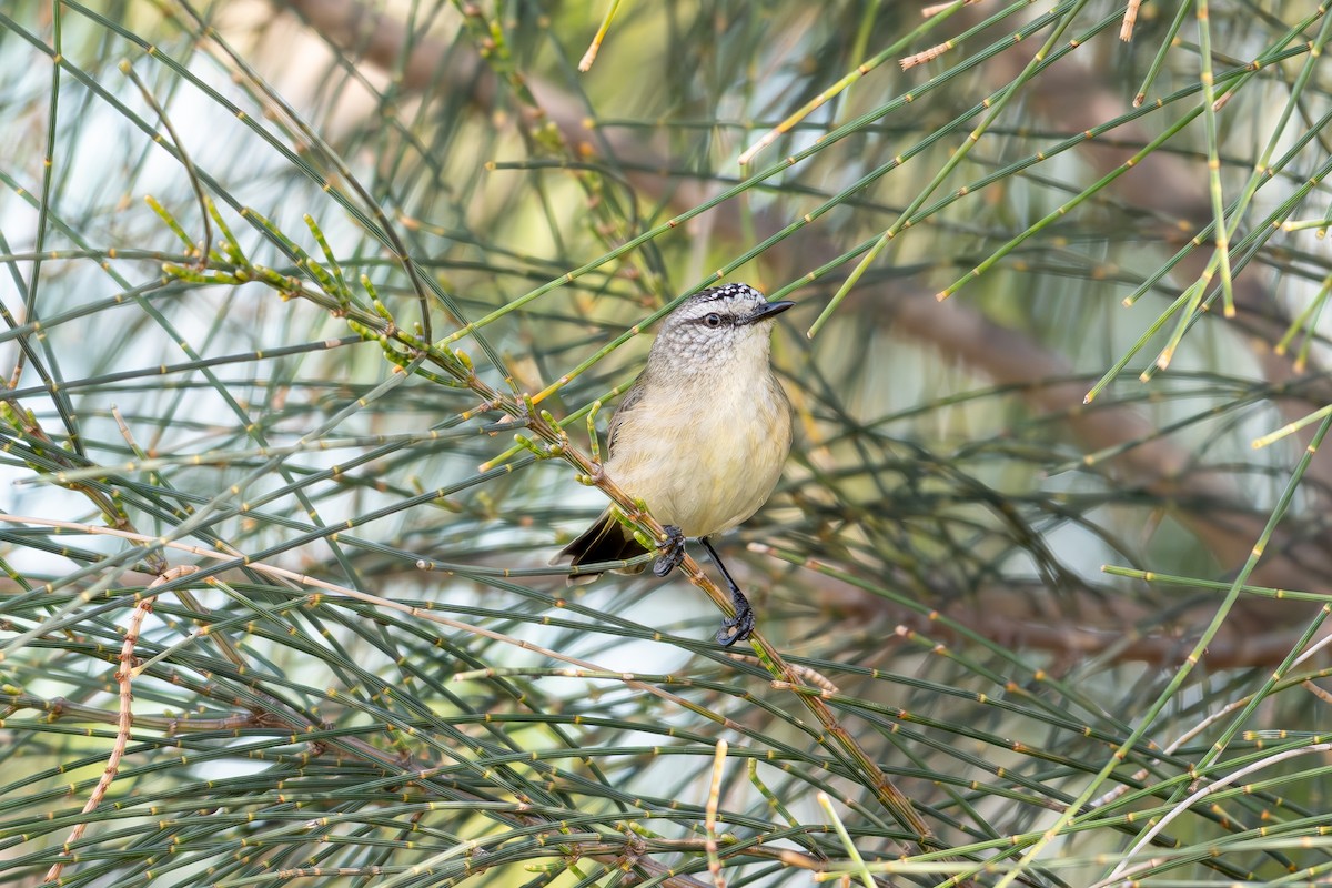 Yellow-rumped Thornbill - ML642700480