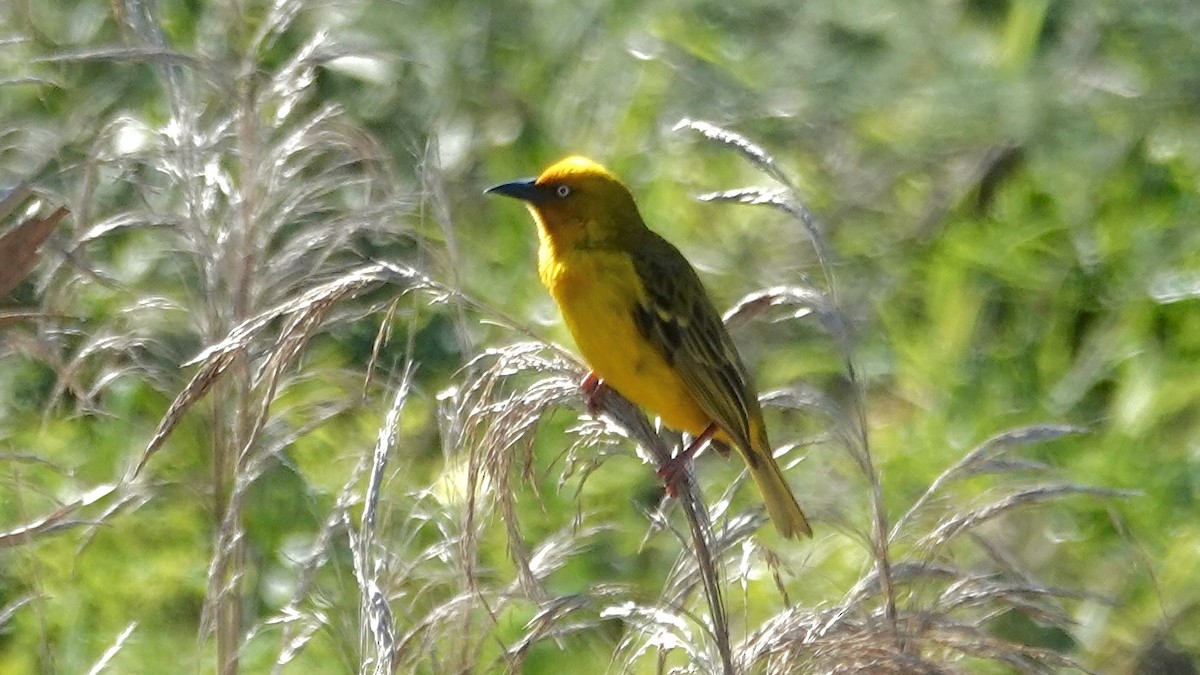Cape Weaver - ML642700483