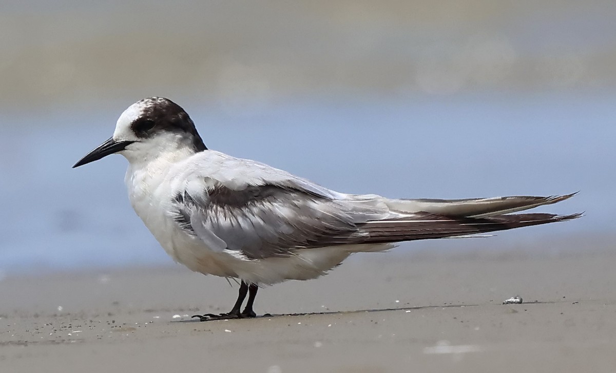 Arctic Tern - ML642700488