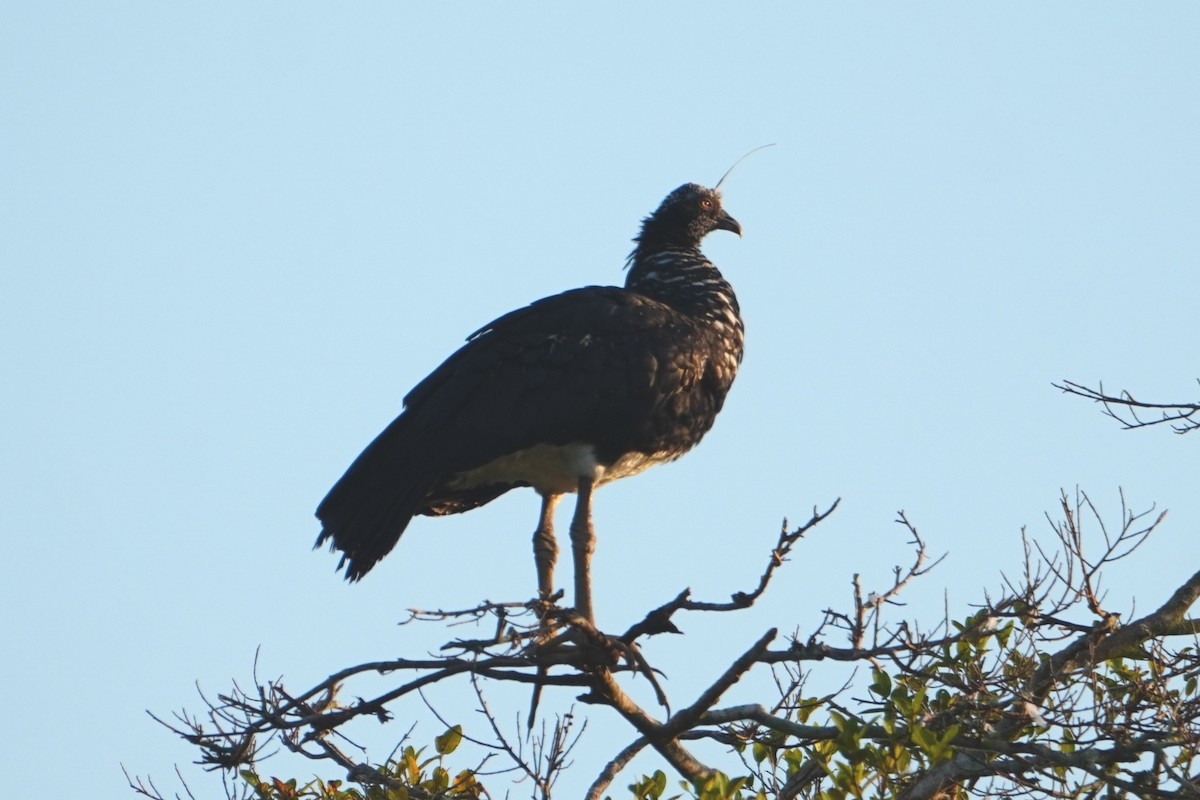 Horned Screamer - ML642700491