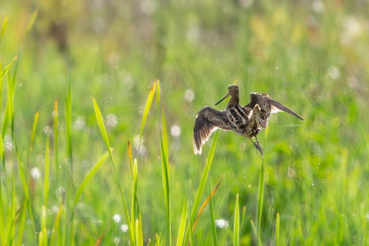 Latham's Snipe - ML642700505