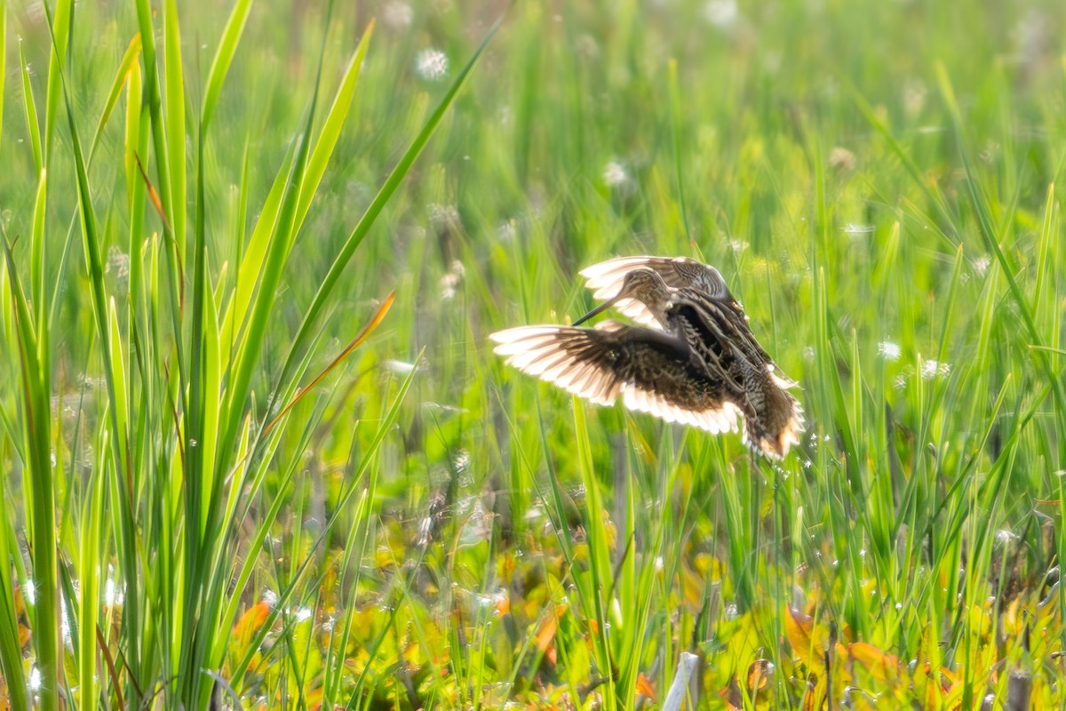 Latham's Snipe - ML642700506
