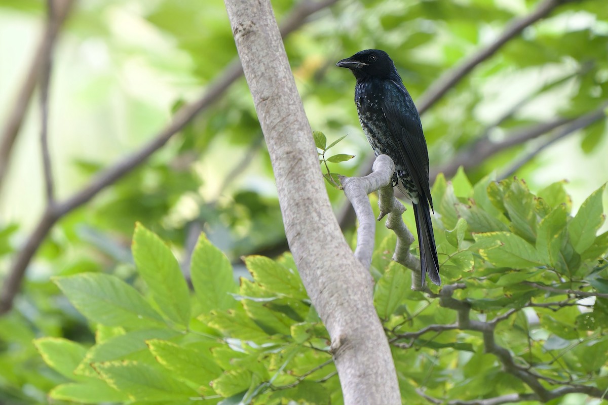 tykknebbdrongo - ML642700508