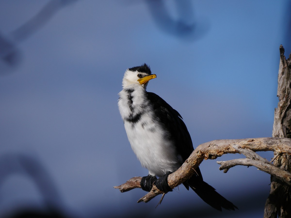 Little Pied Cormorant - ML64270051
