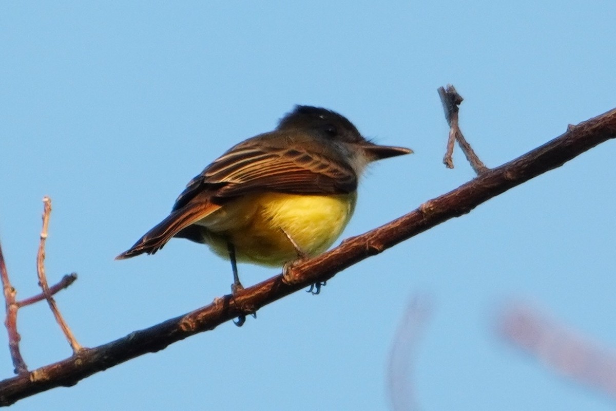 Dusky-capped Flycatcher - ML642700529