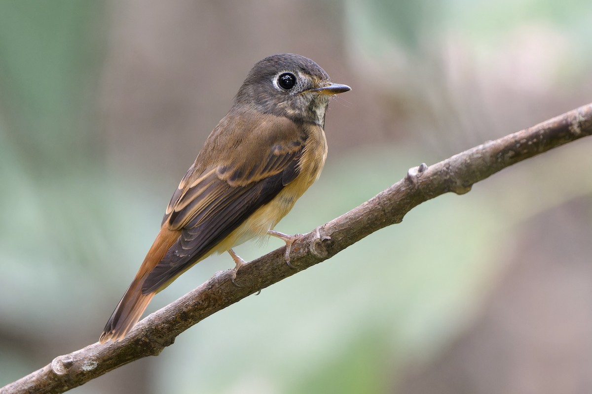 Ferruginous Flycatcher - ML642700530