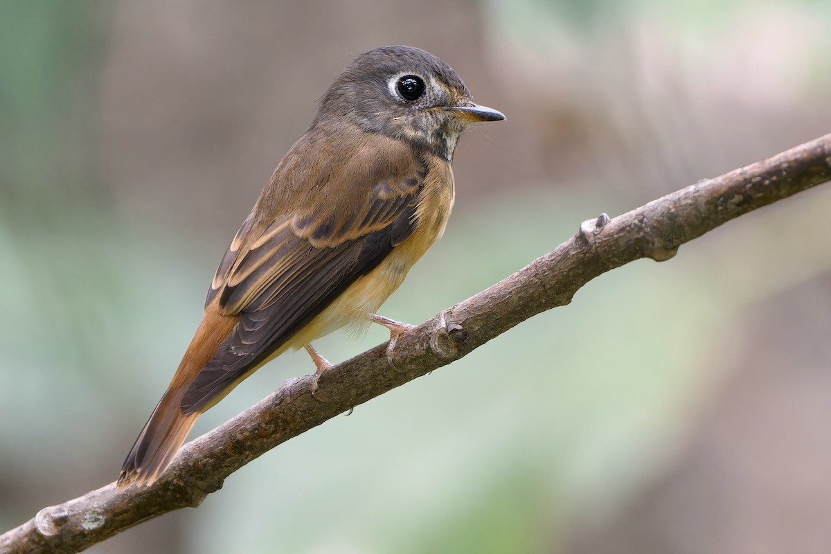 Ferruginous Flycatcher - ML642700531