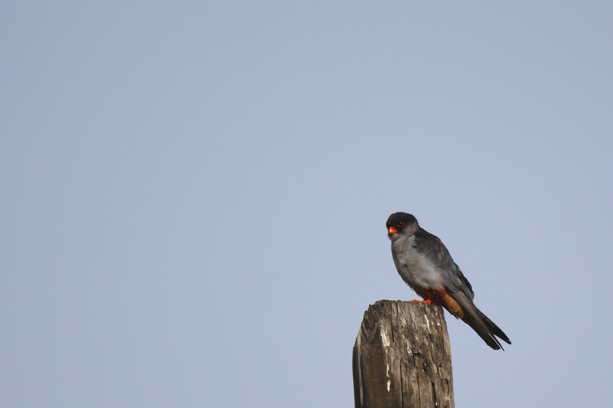 Falco dell'Amur - ML642700537