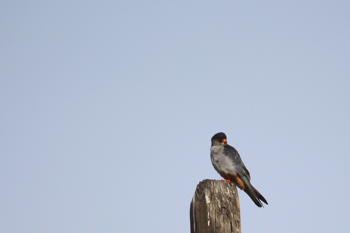 Falco dell'Amur - ML642700538