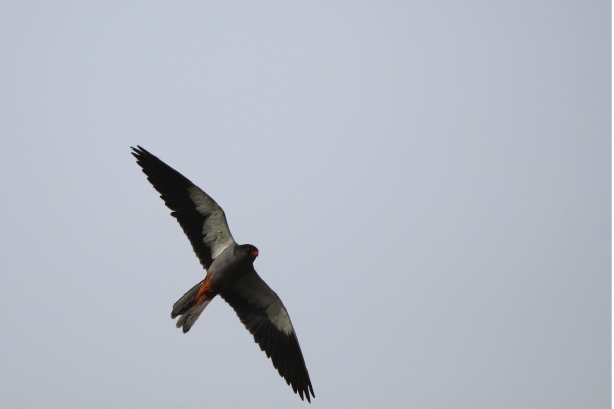 Falco dell'Amur - ML642700539