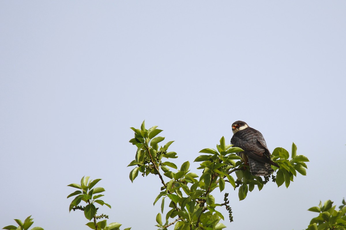 Falco dell'Amur - ML642700540