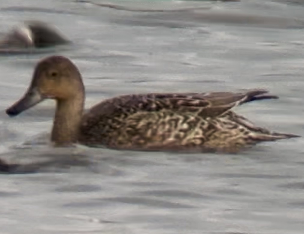Northern Pintail - ML642700543