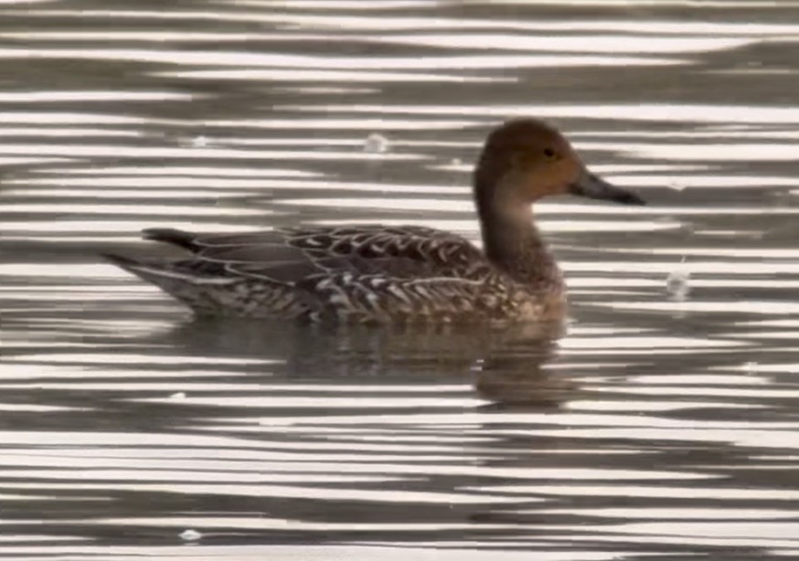 Northern Pintail - ML642700545