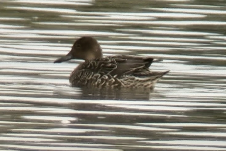 Northern Pintail - ML642700546