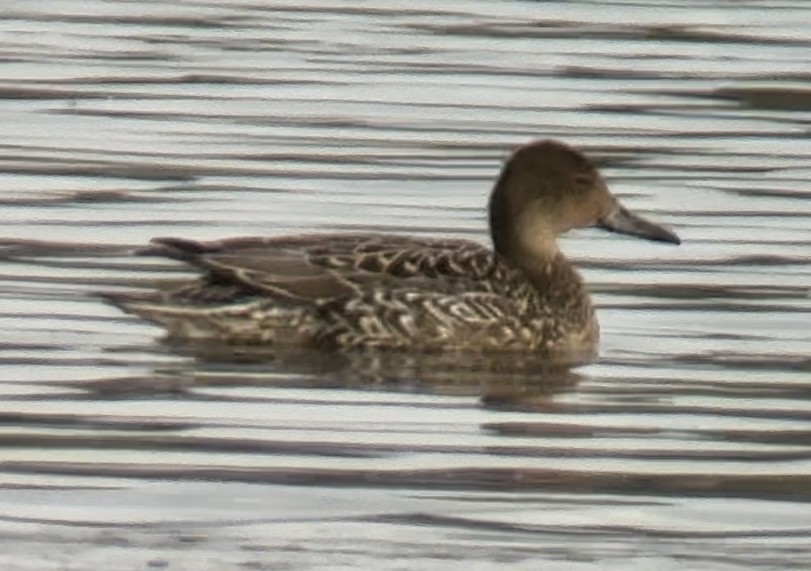 Northern Pintail - ML642700547