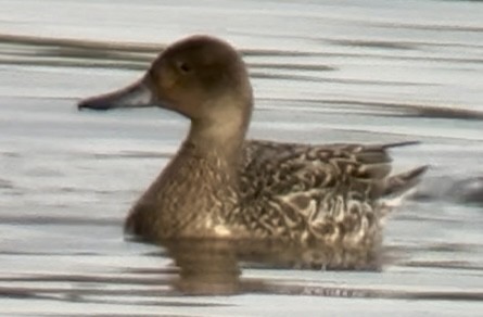 Northern Pintail - ML642700548