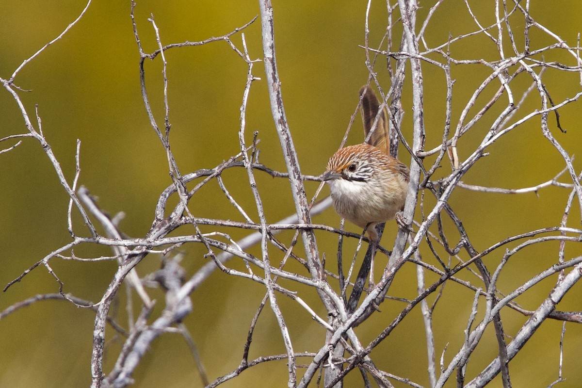 Sandhill Grasswren - ML642700549