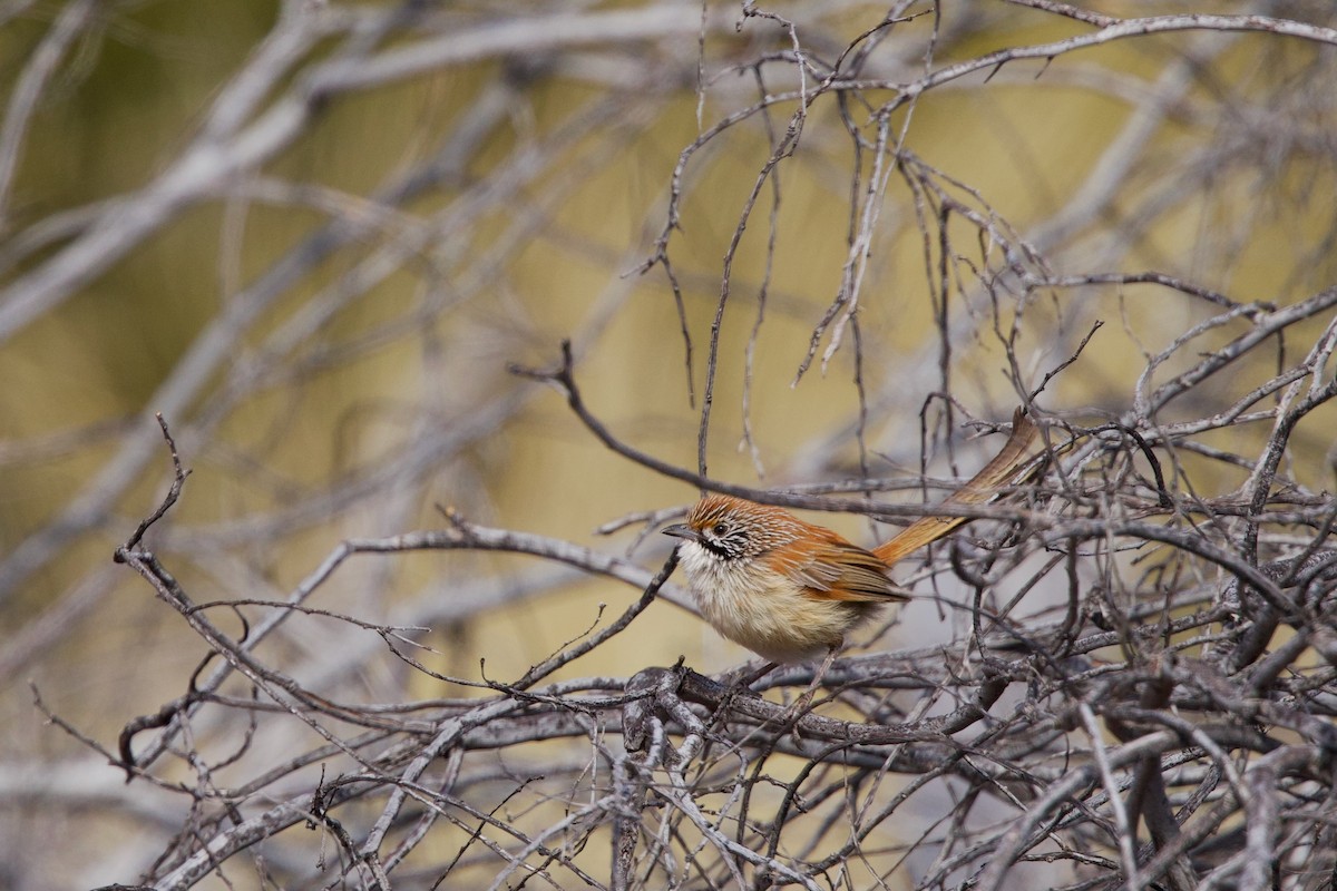 Sandhill Grasswren - ML642700550