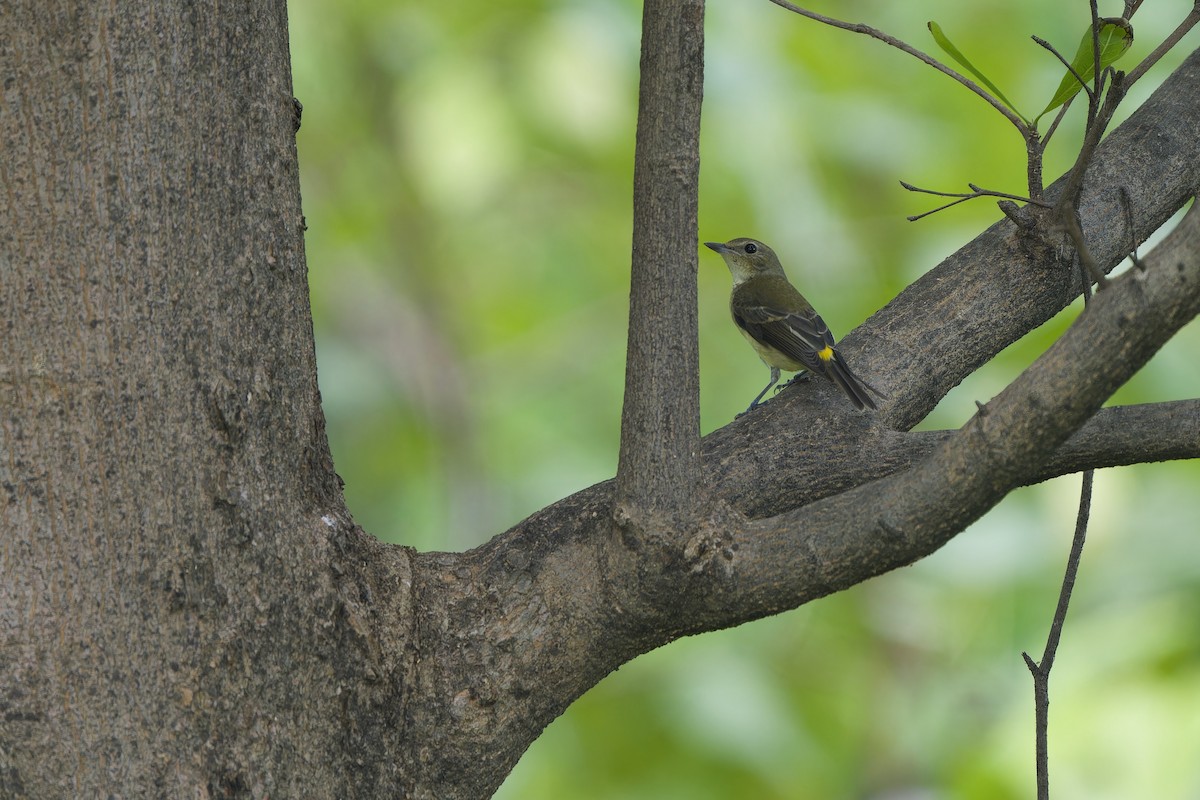Yellow-rumped Flycatcher - ML642700551