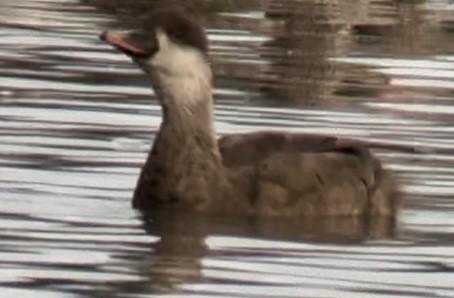 Red-crested Pochard - ML642700556