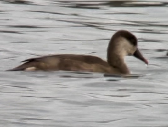 Red-crested Pochard - ML642700558