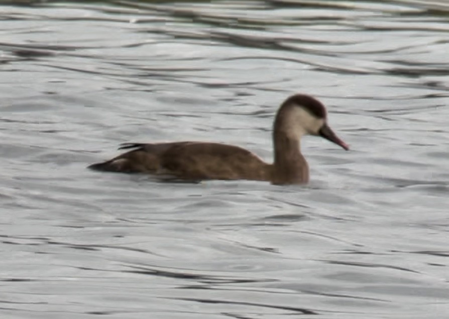 Red-crested Pochard - ML642700559