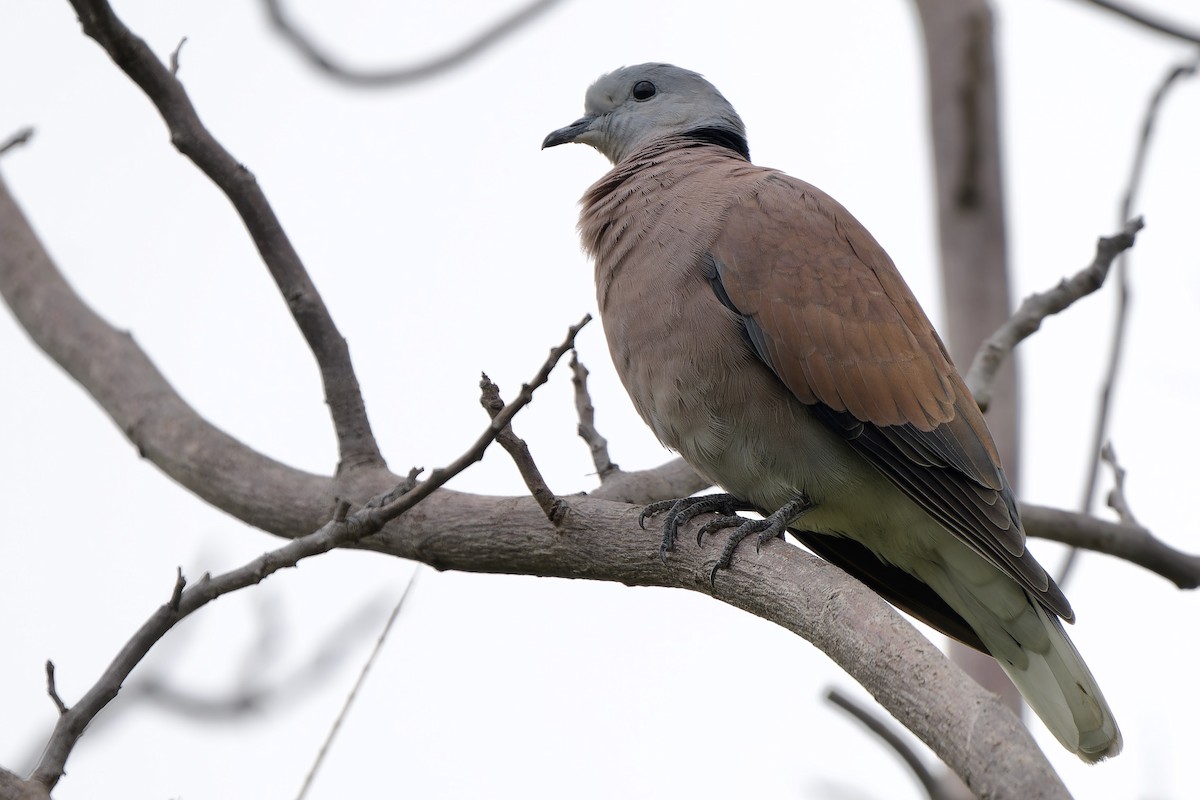 Red Collared-Dove - ML642700560