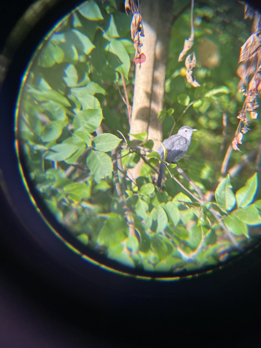 Gray Catbird - ML642700562